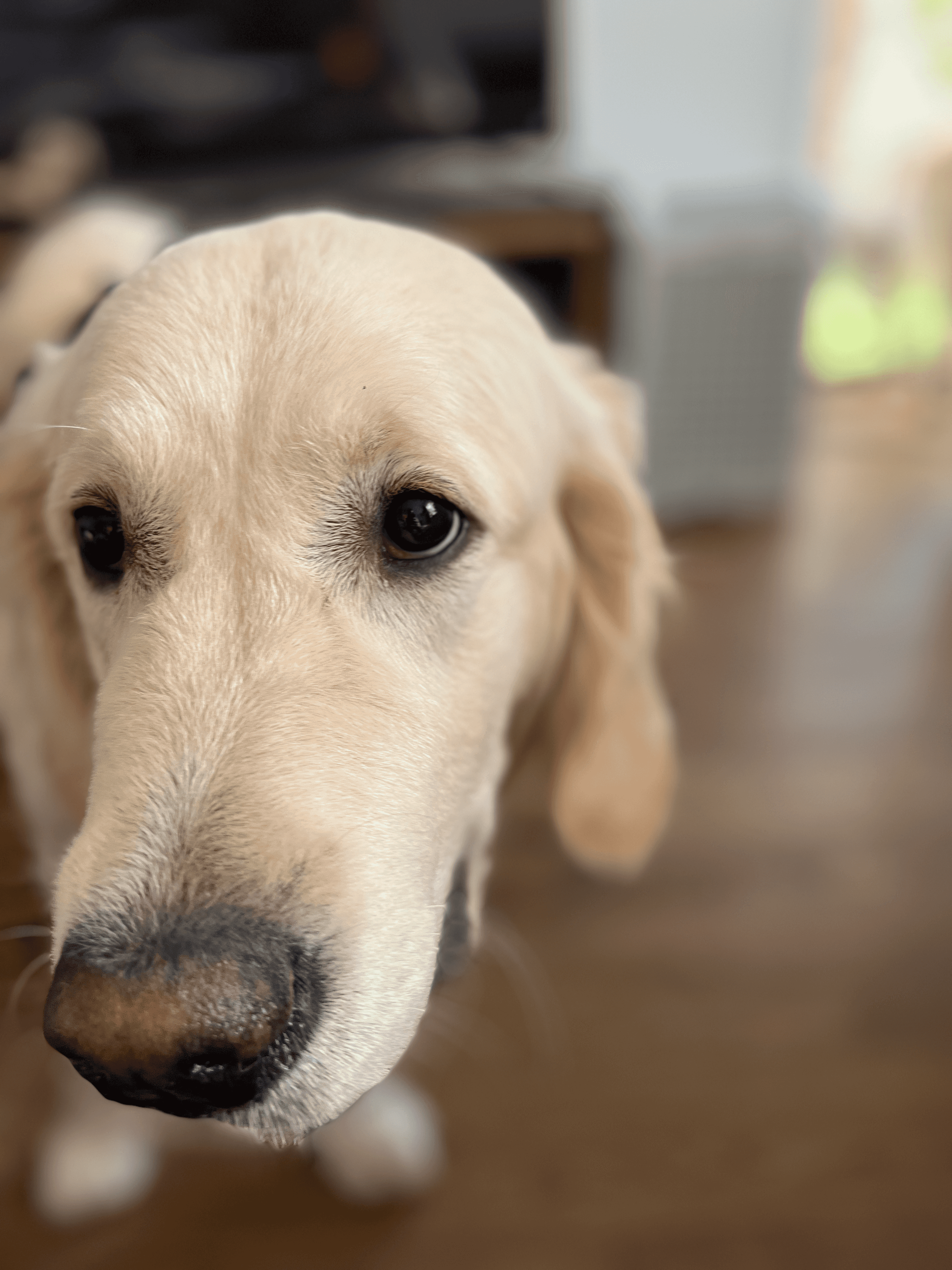 picture of Piotr Jura's dog